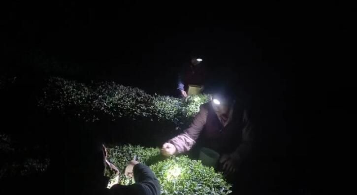 关于自贡荣县：观山茶农采收春茶 留住“春天”的味道的新闻