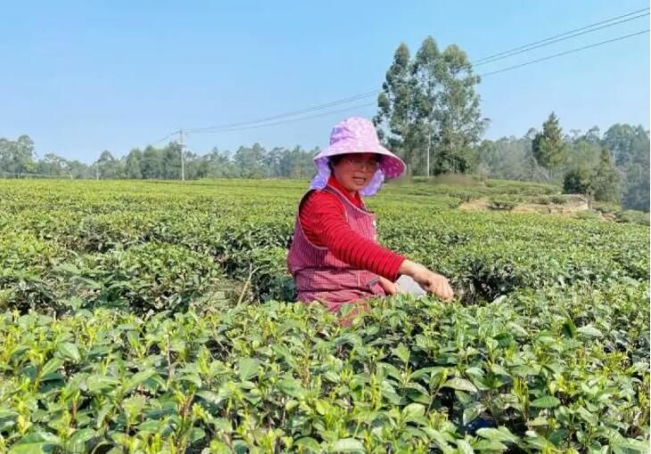 关于自贡荣县：观山茶农采收春茶 留住“春天”的味道的新闻(2)