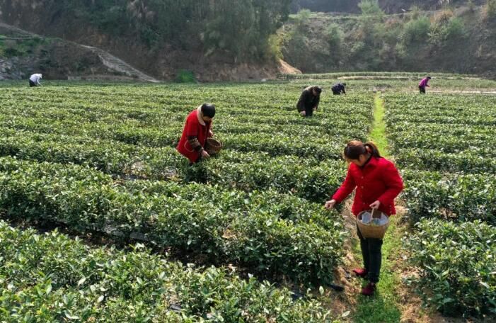 有关于湖北宜昌市夷陵区太平溪镇早市茶采摘季的资讯