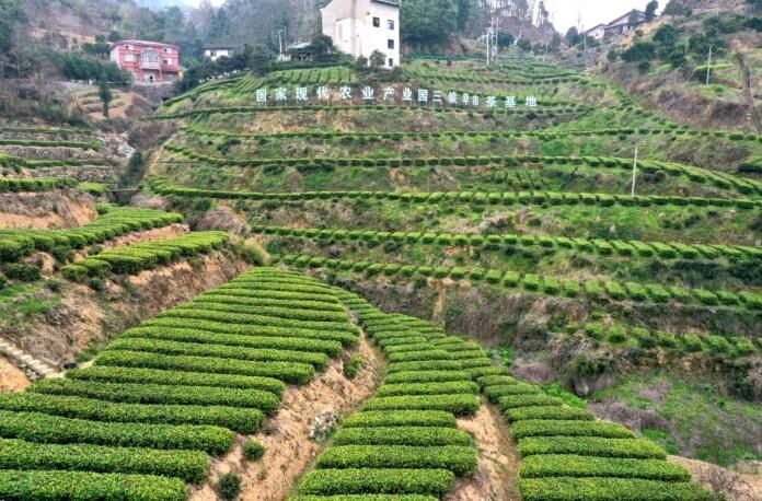 有关于湖北宜昌市夷陵区太平溪镇早市茶采摘季的资讯(1)