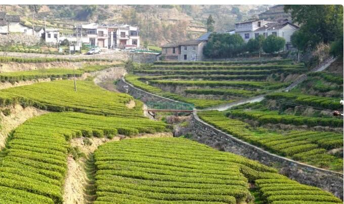 有关于湖北宜昌市夷陵区太平溪镇早市茶采摘季的资讯(2)