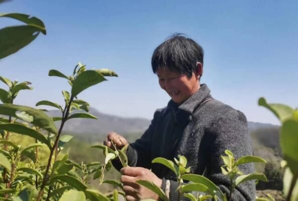 关于休宁县：春意正浓茶飘香　茶农抢“鲜”采茶忙的相关信息