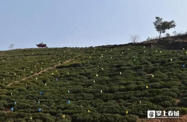 关于宜良县绿色防控为生态宝洪茶“保驾护航”的相关内容