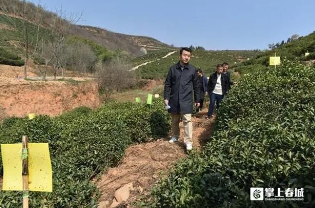 关于宜良县绿色防控为生态宝洪茶“保驾护航”的相关内容(1)