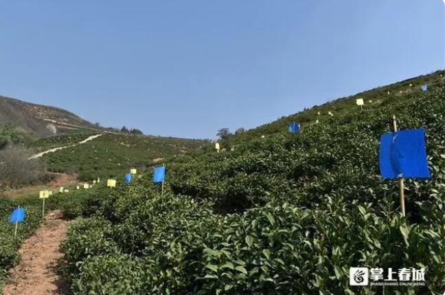 关于宜良县绿色防控为生态宝洪茶“保驾护航”的相关内容(2)