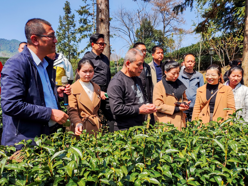 关于政和县举办2023年茶叶质量安全管控培训活动的新闻(1)