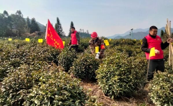 关于黟县美溪乡：茶园里来了退役军人“红马甲”的消息