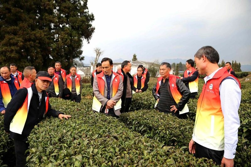 有关于湄潭洗马镇“茶管家”：我守茶，我有责！的消息(3)