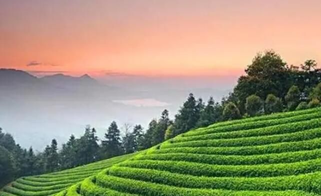 有关于每一片茶都将拥有三次生命的信息