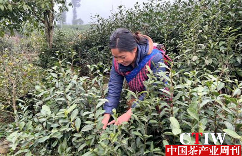 关于四川 东西协作出“新茶” 领导化身“推销员”的相关信息