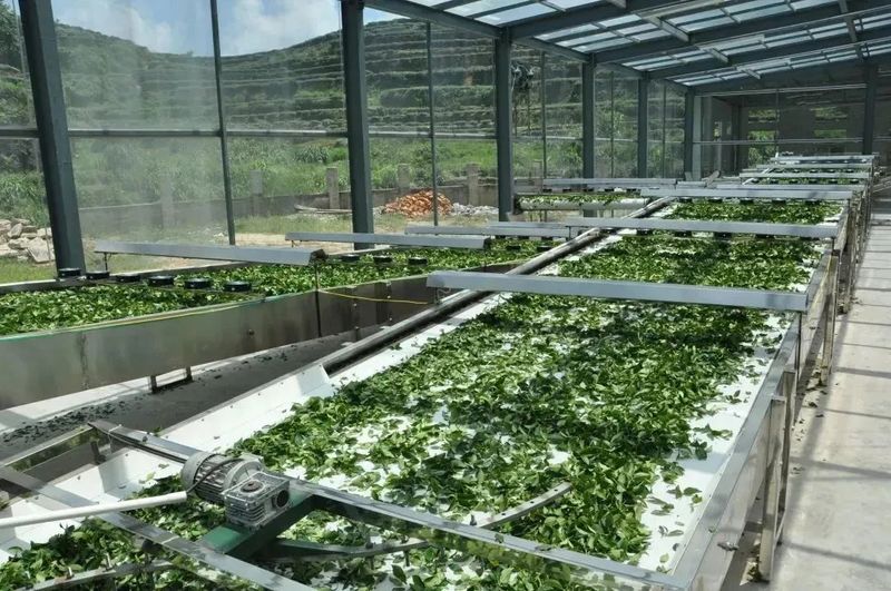 关于央视关注数字茶业发展新期待的内容(2)