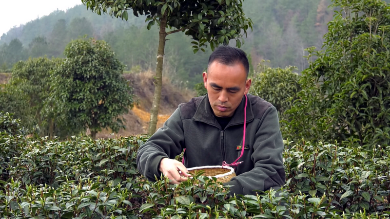 有关于凤冈：第一茬春茶抢“鲜”开采的信息(1)