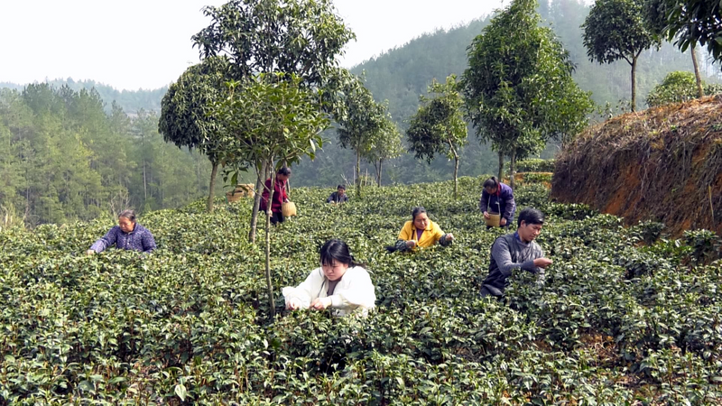 有关于凤冈：第一茬春茶抢“鲜”开采的信息