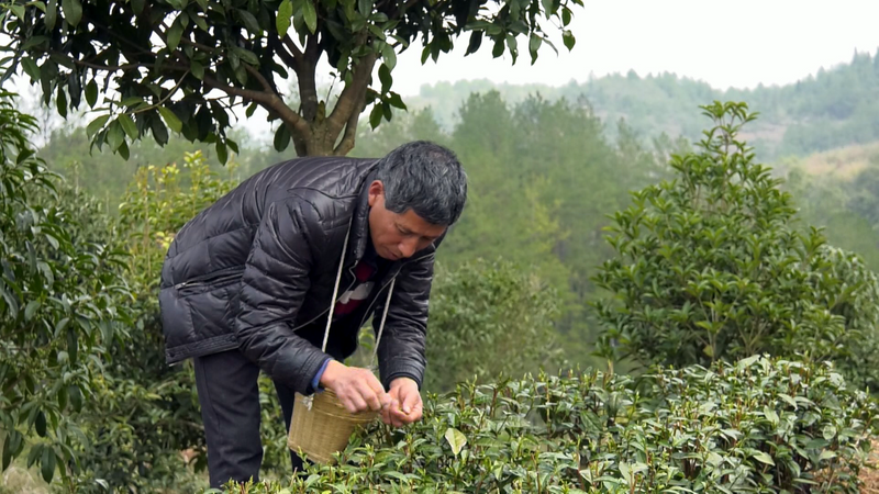 有关于凤冈：第一茬春茶抢“鲜”开采的信息(2)