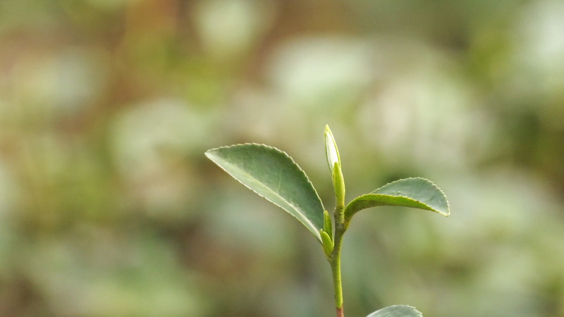 有关于凤冈：第一茬春茶抢“鲜”开采的信息(3)