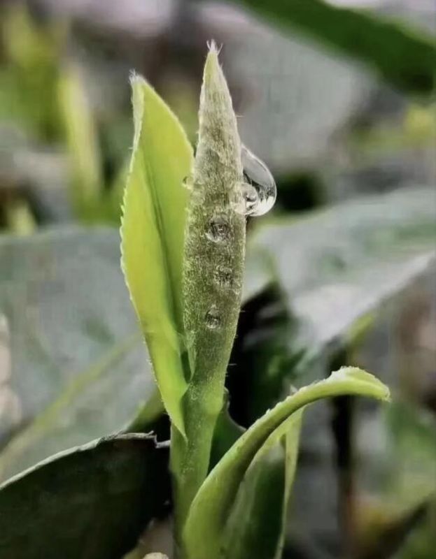 关于宁强县燕子砭镇“陕南第一锅”春茶开采啦！的内容(3)