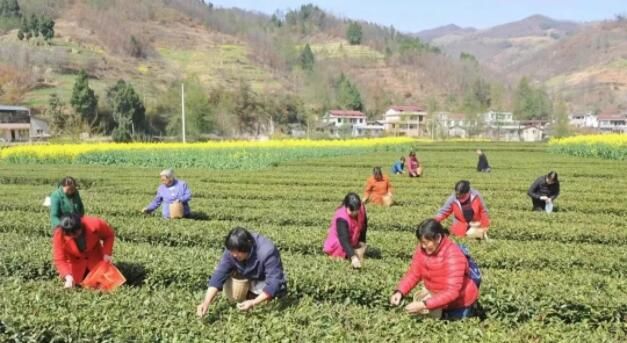 关于宁强县燕子砭镇“陕南第一锅”春茶开采啦！的内容(1)