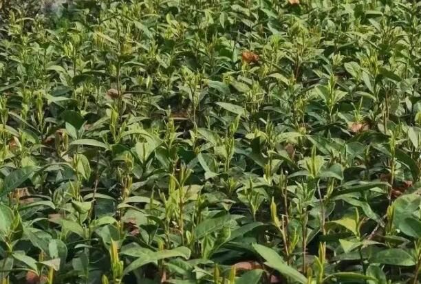 关于宁强县燕子砭镇“陕南第一锅”春茶开采啦！的内容(2)