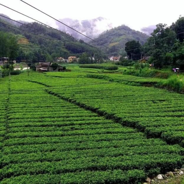 关于宁强县燕子砭镇“陕南第一锅”春茶开采啦！的内容