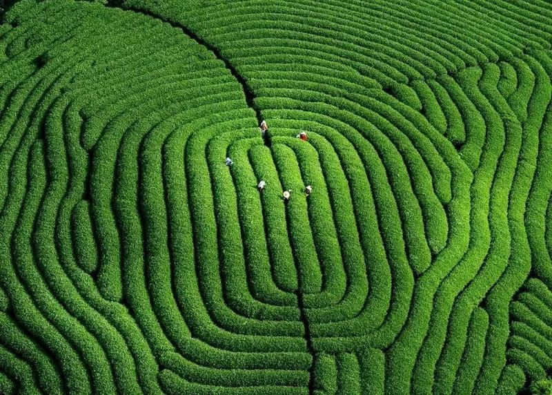 有关于非遗视角下茶文化的特征挖掘与传承路径的资讯