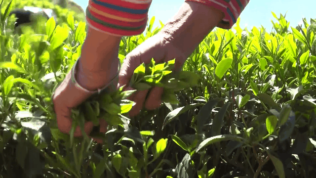 有关于非遗视角下茶文化的特征挖掘与传承路径的资讯(4)
