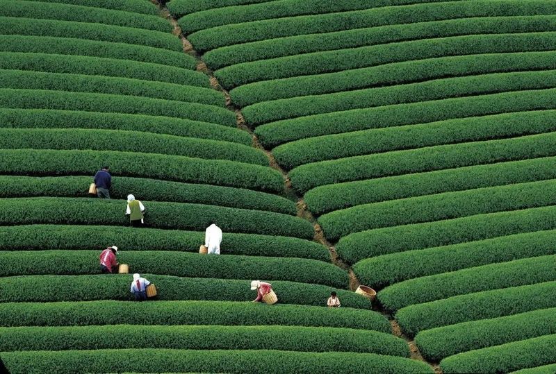 关于开采时间定了！今年西湖龙井新茶产量如何的资讯(7)