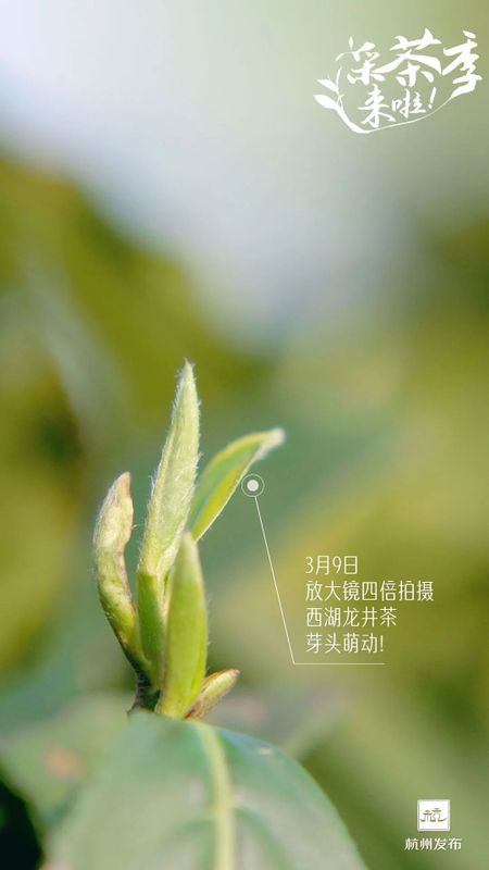 关于开采时间定了！今年西湖龙井新茶产量如何的资讯(1)
