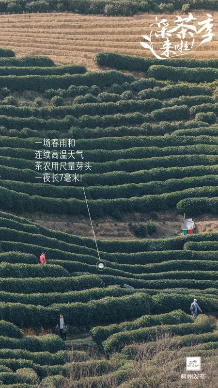 关于开采时间定了！今年西湖龙井新茶产量如何的资讯(3)