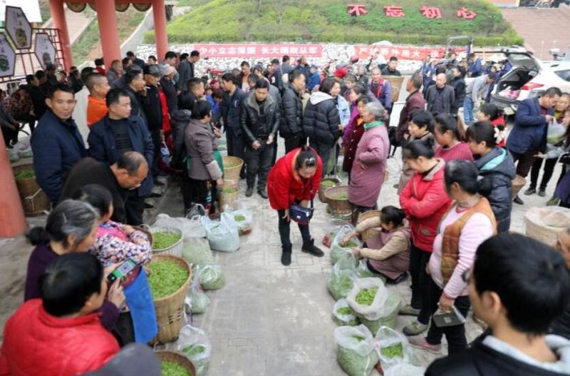 有关于丹棱：春茶飘香来 茶农笑颜开的新闻(1)