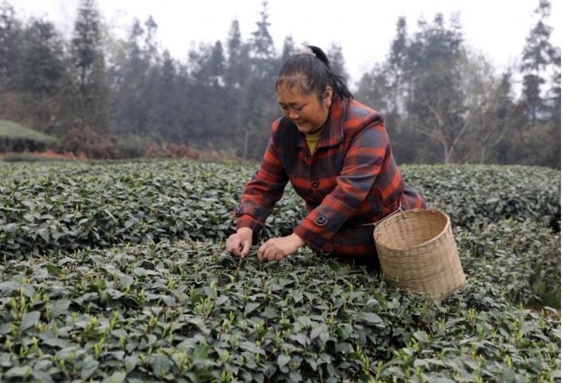 有关于丹棱：春茶飘香来 茶农笑颜开的新闻