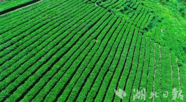 关于恩施大峡谷：寒露渐消 春茶微翠 又是一年采茶好时节的内容(1)