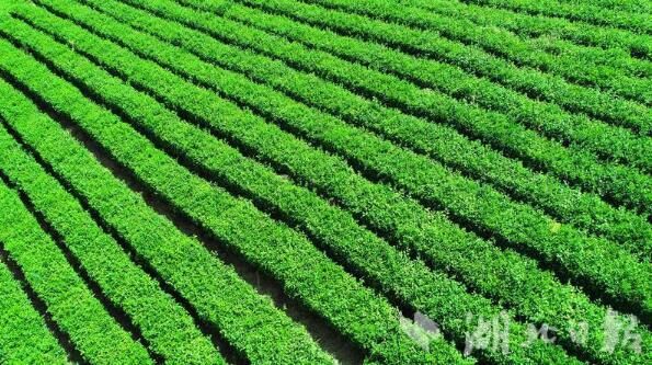 关于恩施大峡谷：寒露渐消 春茶微翠 又是一年采茶好时节的内容(2)