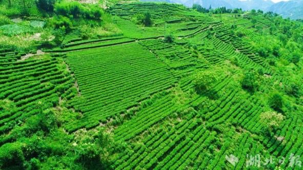 关于恩施大峡谷：寒露渐消 春茶微翠 又是一年采茶好时节的内容