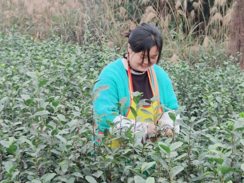 关于高县蕉村镇：采茶制茶忙的相关内容(1)
