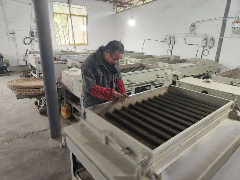 关于高县蕉村镇：采茶制茶忙的相关内容(2)