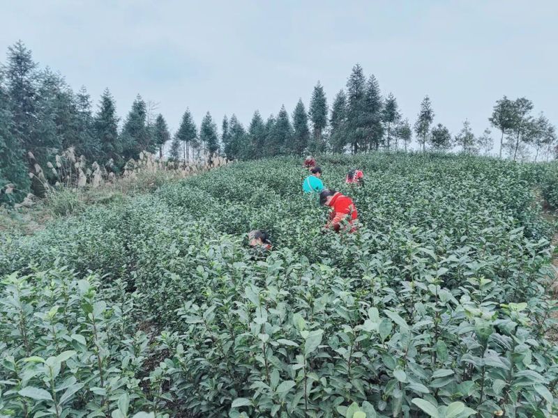 关于高县蕉村镇：采茶制茶忙的相关内容