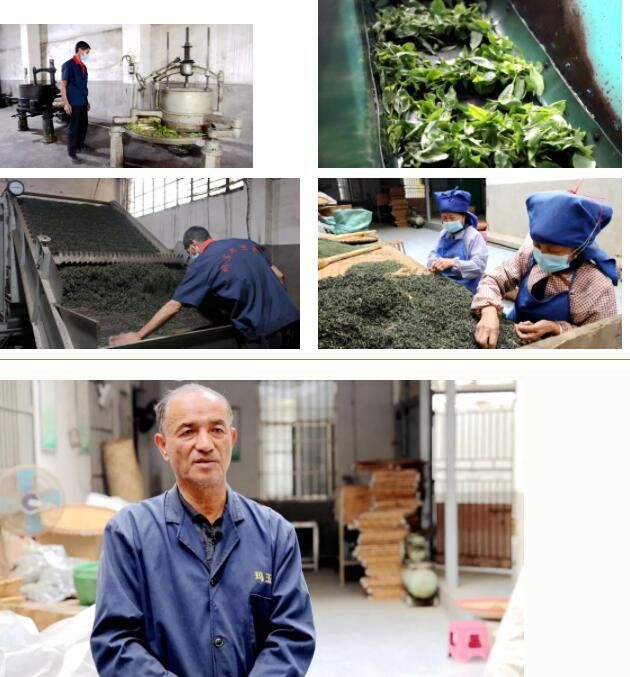 关于绿春：春茶上市采摘忙的消息(2)