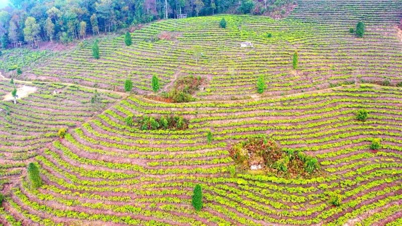 关于绿春：春茶上市采摘忙的消息