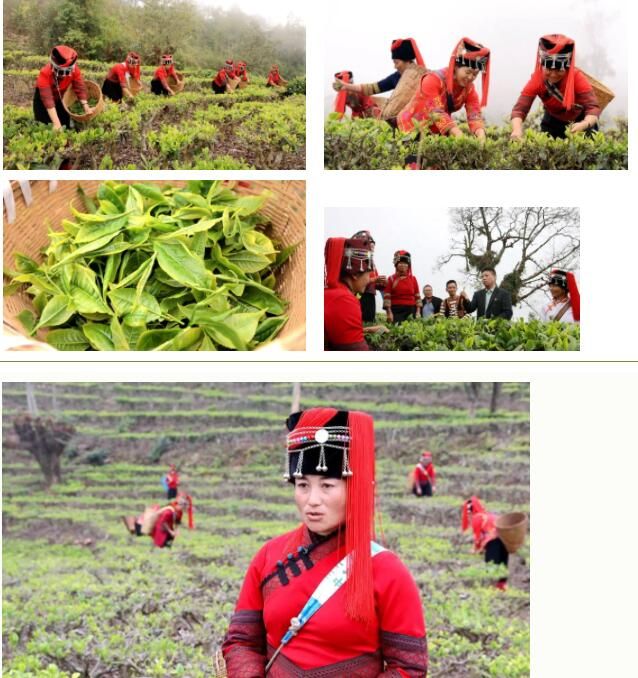 关于绿春：春茶上市采摘忙的消息(1)