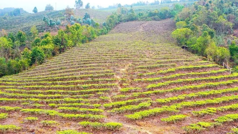 关于绿春：春茶上市采摘忙的消息(4)