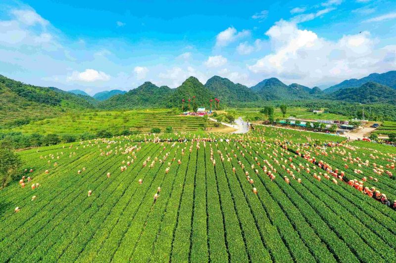 有关于广东省英德市以“四能”为动力 推动“四茶”高质量发展的新闻(3)