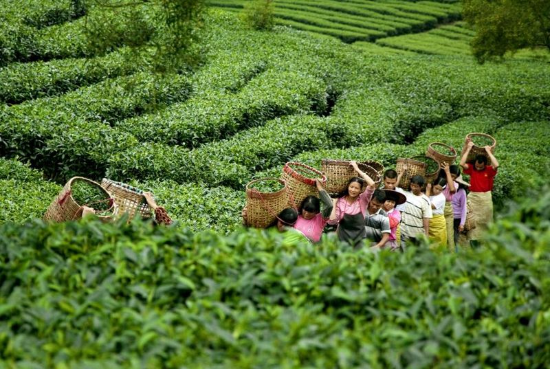 有关于广东省英德市以“四能”为动力 推动“四茶”高质量发展的新闻(4)