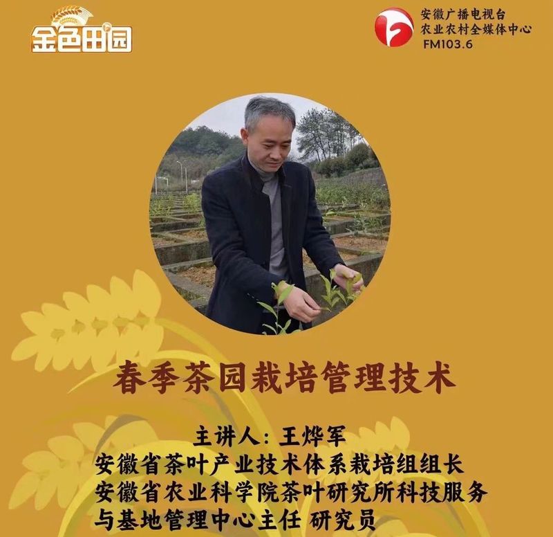 关于《安徽三农之声》——春季茶园管理技术措施的最新消息(2)