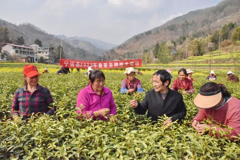 有关于宁强县茶叶中心举办2023年春茶采摘技术培训会的信息