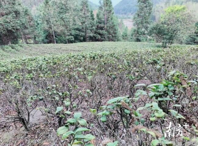 关于干旱将致春茶减产？广东各地茶农积极“自救”的相关内容(1)