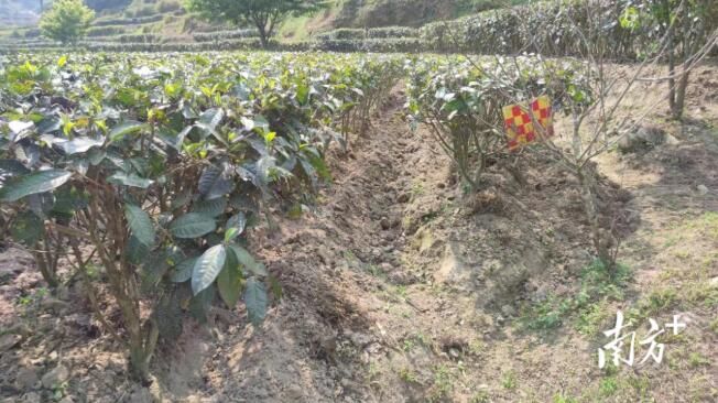 关于干旱将致春茶减产？广东各地茶农积极“自救”的相关内容(5)