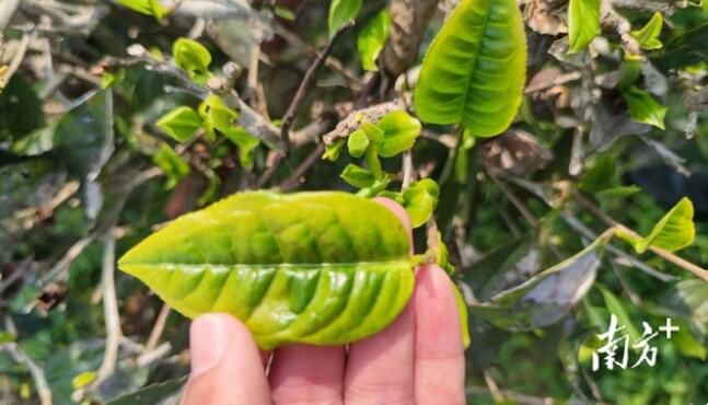 关于干旱将致春茶减产？广东各地茶农积极“自救”的相关内容