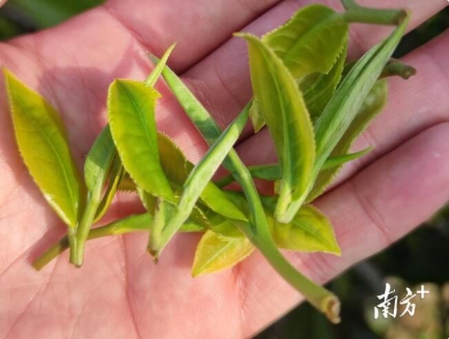 关于干旱将致春茶减产？广东各地茶农积极“自救”的相关内容(2)