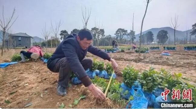 关于“白叶1号”再启程 浙江安吉2023年将续捐茶苗600万株的消息(1)