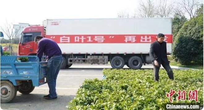 关于“白叶1号”再启程 浙江安吉2023年将续捐茶苗600万株的消息(2)